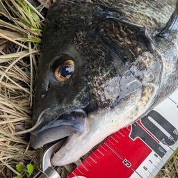 クロダイ