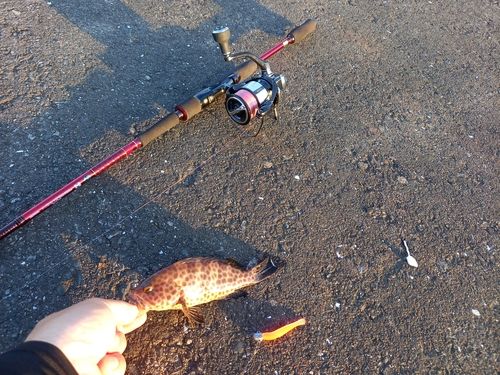 オオモンハタの釣果