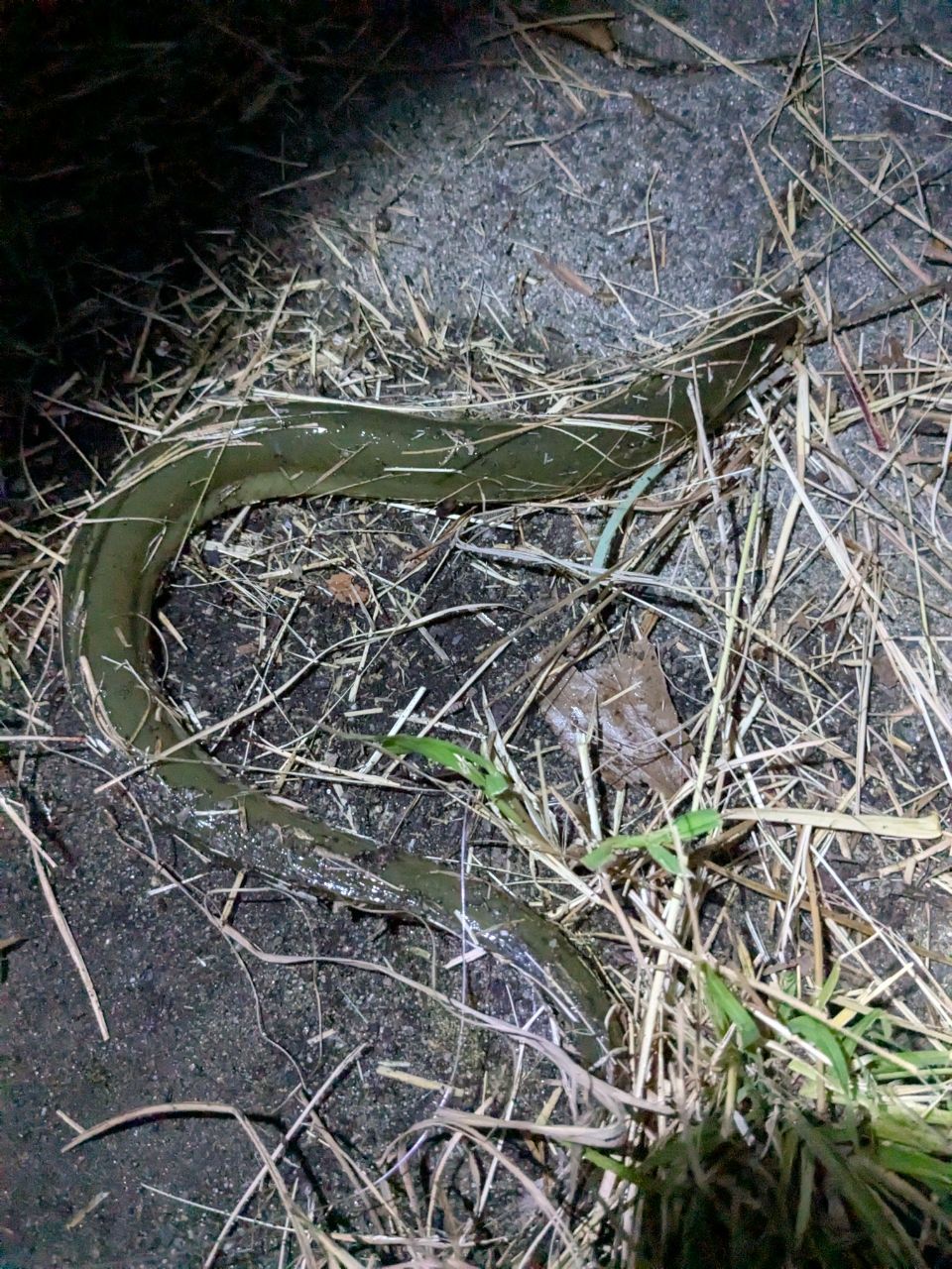 ウナギ