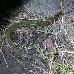 ウナギ