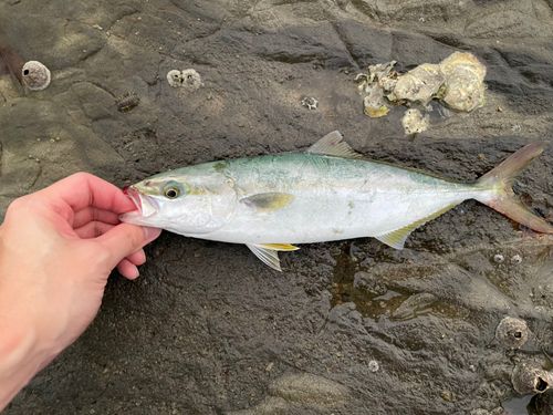 ワカシの釣果