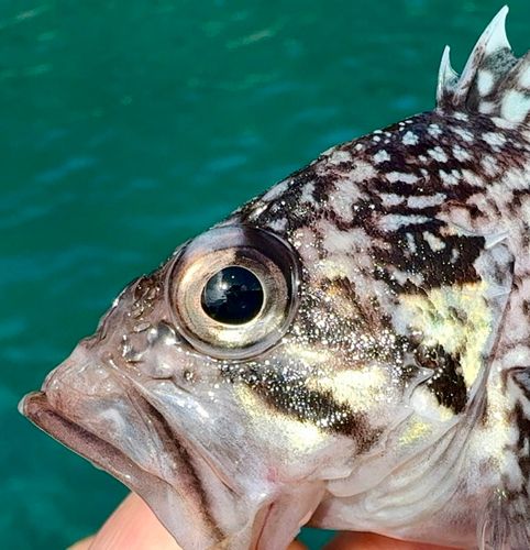 マゾイの釣果
