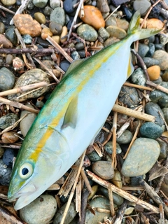 コゾクラの釣果
