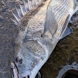 クロダイ