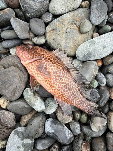 オオモンハタの釣果