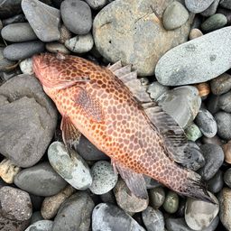オオモンハタ