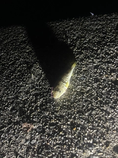 クサフグの釣果