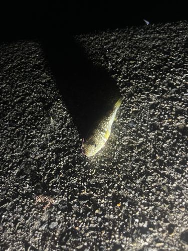クサフグの釣果