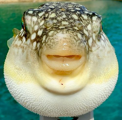 吉浜湾
