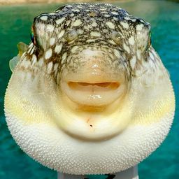 フグ