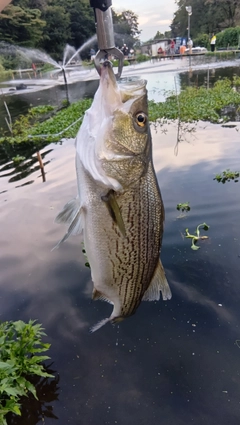 シマスズキの釣果