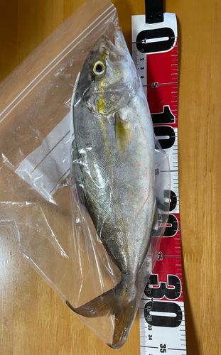 ネリゴの釣果