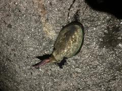 コウイカの釣果