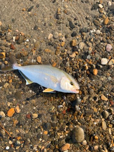 ショゴの釣果