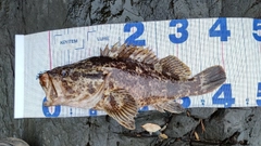 タケノコメバルの釣果