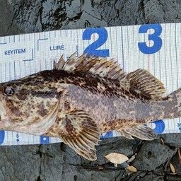 タケノコメバル