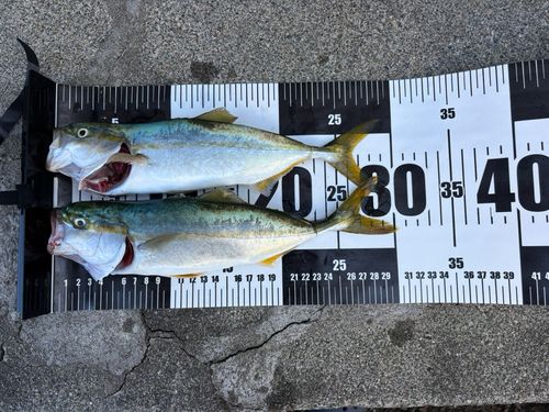 釣果