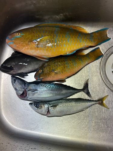 ヒブダイの釣果
