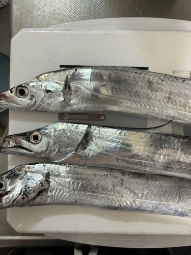 タチウオの釣果