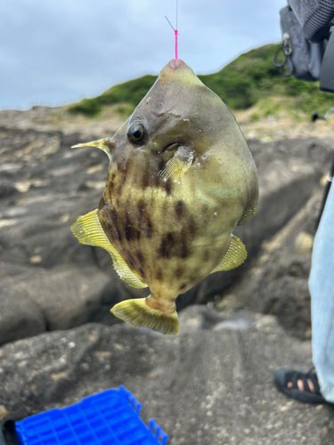 カワハギの釣果
