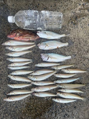 シロギスの釣果