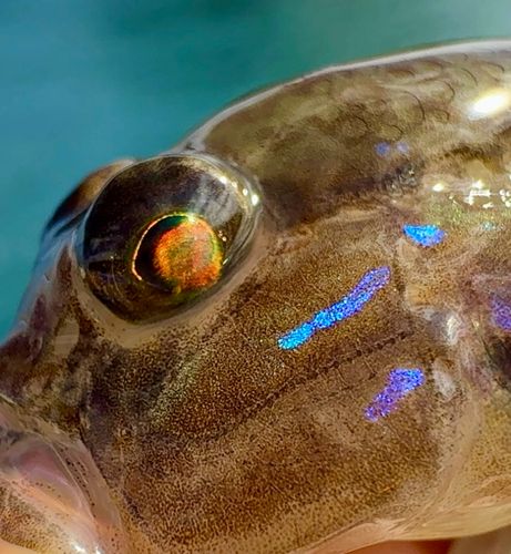 スジハゼの釣果