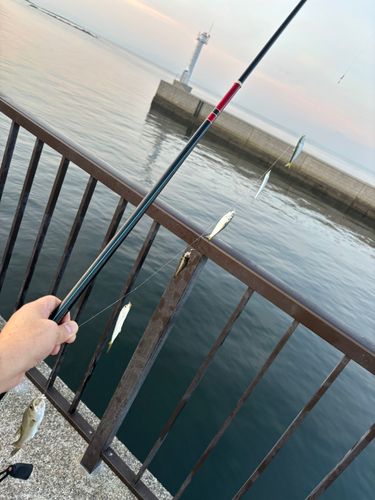 サッパの釣果