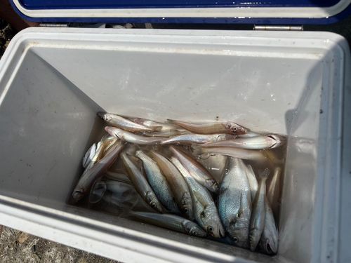シロギスの釣果