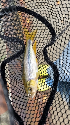 カワムツの釣果