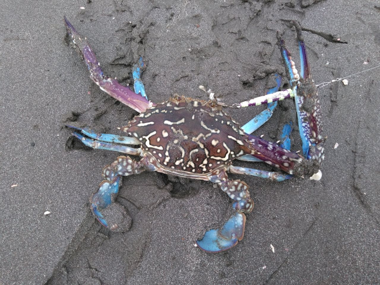 タイワンガザミ