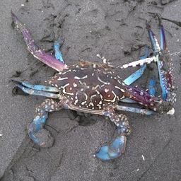 タイワンガザミ