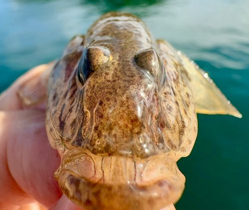 マハゼの釣果