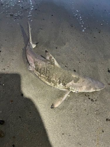 ツマグロの釣果