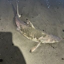 ツマグロ