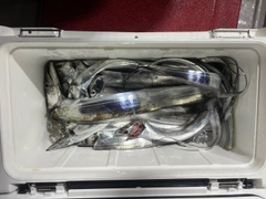 タチウオの釣果