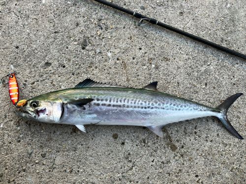 サゴシの釣果