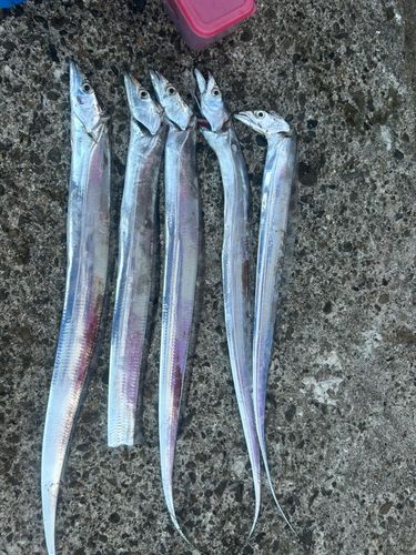 タチウオの釣果