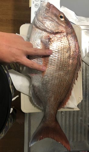 タイの釣果