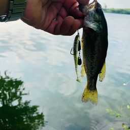 ラージマウスバス