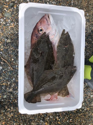 ヒラメの釣果