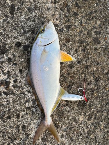 ショゴの釣果