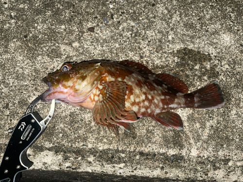 カサゴの釣果