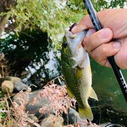 ラージマウスバス