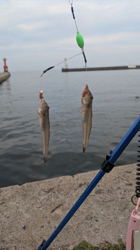 マハゼの釣果