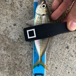 アジ
