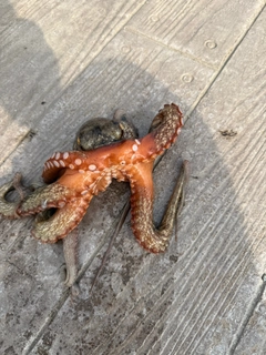 タコの釣果