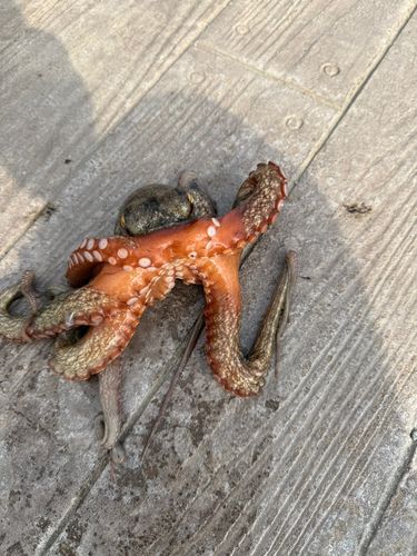 海辺つり公園