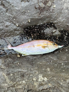 ショゴの釣果
