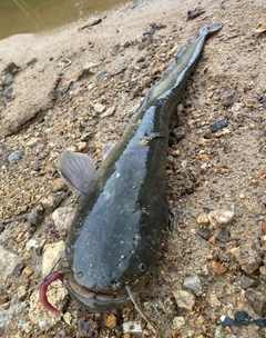 ナマズの釣果