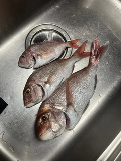 マダイの釣果